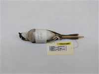 藏品(白頭翁)的圖片